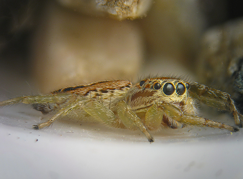 Icius sp., femmina - Buguggiate (VA)